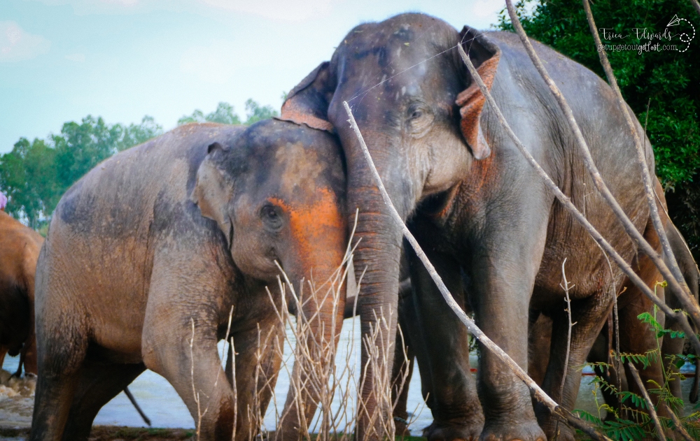 Surin Project: Elephant Conservation in Thailand