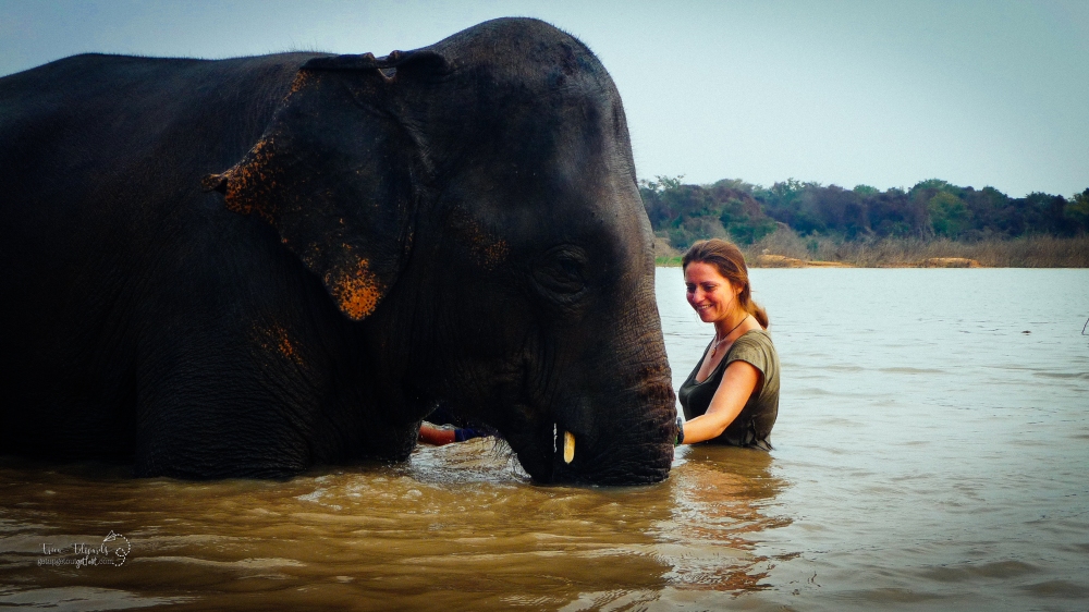 Surin Project: Elephant Conservation in Thailand