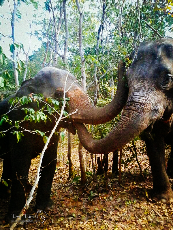Surin Project: Elephant Conservation in Thailand: Elephant Friends