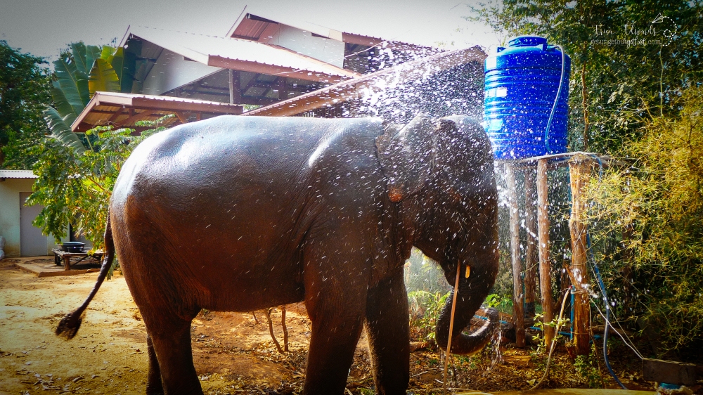 Surin Project: Elephant Conservation in Thailand Bath Time