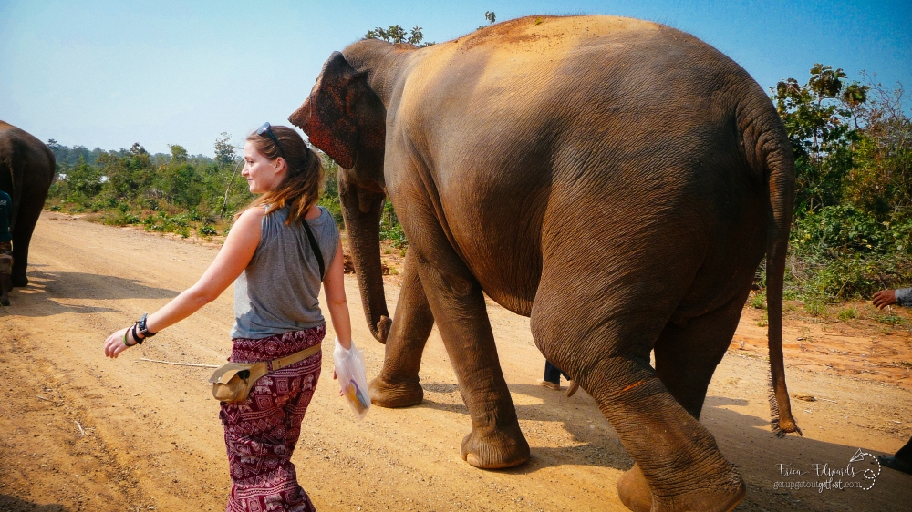 Surin Project: Elephant Conservation in Thailand: Walking with Gentle Giants