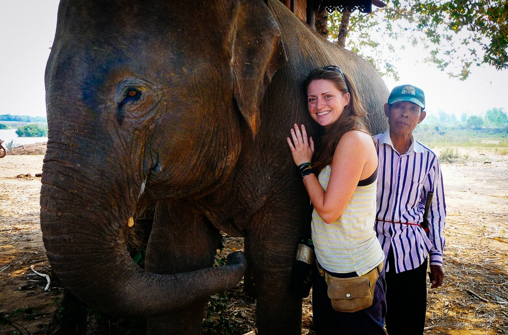 Elephant Conservation at the Surin Project in Thailand